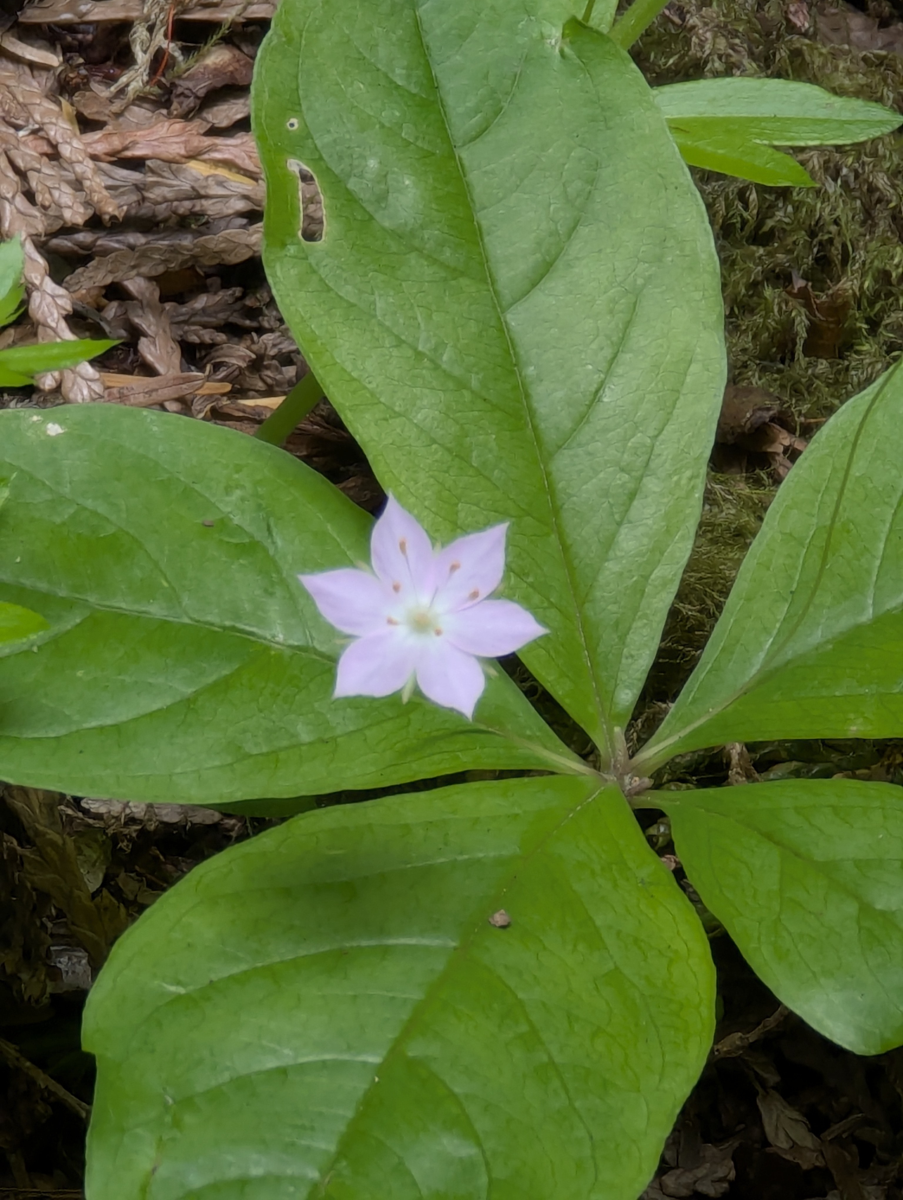 Birthday Trip to Canada, Cathedral Grove, Vancouver Island